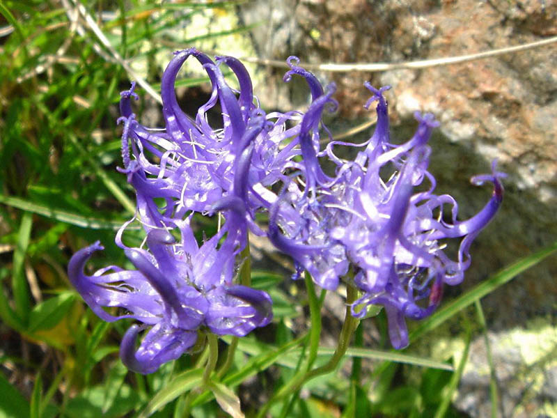 Phyteuma hemisphaericum photo